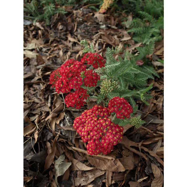 Paprika Yarrow